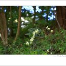 세가래로 이미지