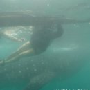 꾸야치킨 | [필리핀여행] 세부여행 세자투어 오슬롭 및 투말록폭포 투어 후기 / 졸리비 메뉴 추천