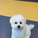 우쭈쭈플렉스 강아지 미용 이미지