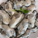 하동농수산 | 섬진강 벚굴 제철과 가격, 궁금해서 알아봤다! 봄에 꼭 먹어야 하는 별미 벚꽃 필 때 맛이 절정! 섬진강...