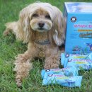 덴탈플렌 이미지