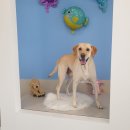 해피독쌤 이미지