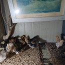 한상태농장 이미지