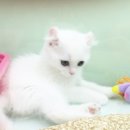 제주헬로우펫 이미지