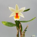 카틀레아(Cattleya labiata) 이미지