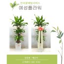 해피플라워 이미지
