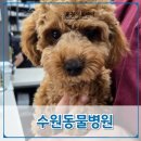 온동물의료센터 이미지