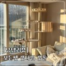 러블리펫그루밍 | [냥템 리뷰] 모든펫 원목 캣타워, 튼튼한 뚱냥이 캣폴 맞춤 제작 내돈내산 후기