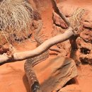 밑거름비디오 | 아이와 함께한 블루마운틴 투어 솔직 후기｜페더데일·링컨스락·시닉월드 경험담