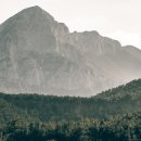 연하엽구름다리 이미지