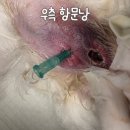 24시모란동물메디컬센터