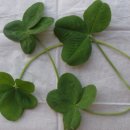 네잎클로버 이미지