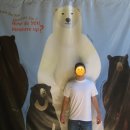 알래스카에서의 북극곰과 불곰의 대립. 이미지