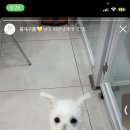 뭉구르밍 이미지