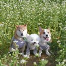 애견가을농장 이미지