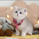 강남고양이분양 호야캣 이미지