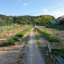 [우수학습곳간] 가을텃밭교실 이미지