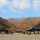 표충사 Daum카페