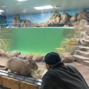 제리월드 | 롯데월드 아쿠아리움 할인 후기 | 평일 저녁 소요시간 카피바라 벨루가