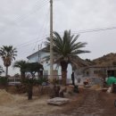 비양도 봄날 민박 이미지