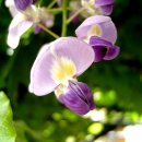 꽃그리고 이미지