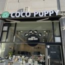coco puppy 이미지