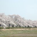 경포호수 벚꽃 풍경 이미지