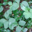 건강 약초 이미지