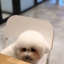 성남애견 이미지