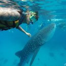 고래스크린 이미지