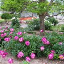 꽃뜰펜션 이미지