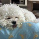 까르네 펫살롱 이미지