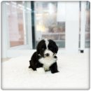 켄넬퀸비 이미지