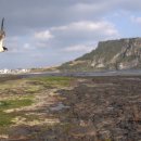 제주야생동물구조센터 이미지