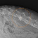 더프라임동물의료원 이미지