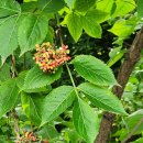 나무이야기 | 경희궁의 나무 이야기