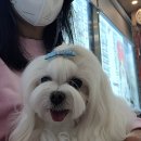 애드펫동물병원 이미지