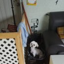 쥬쥬펫 | 초롱이와 연남동, 쥬쥬펫 방문후기~