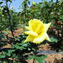 장미화원 이미지