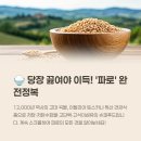 영양-10)영양군 서부리 100-1 | 파로 효능 부작용 영양성분 곡물 효소 카무트 차이 요리 먹는법 총정리