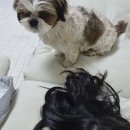 루피펫살롱 | 부산 구포 초대형 펫용품점 :몽도르프 덕천점 후기