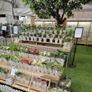 고양 일산 수경식물 구매 K flower 한국화훼농협 본점(무늬콩고, 칼라데아오나타)