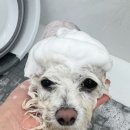 미모업 | 합정애견미용 봄,여름에서 아엔이 6mm 스포팅 미용하고 미모 상승한 후기 🐶✂️