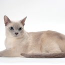 루원 센트럴 동물의료센터 이미지