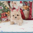 댕댕이 | 하남강아지분양 작은 댕댕이 입양 후기