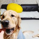 펫팸푸드 이미지