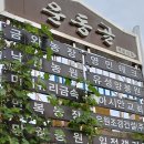 넝쿨