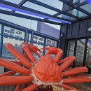 찬마을 | [속초/장사동] 이선장 대게 마을 - 복어 스끼다시부터 꽉 찬 대게 코스까지