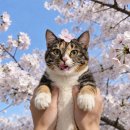 (주)털로덮인친구들 오산점 | [일상] 26년 04월 ② 기쁨, 슬픔, 아름다운 마음