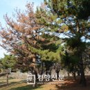 소나무수산